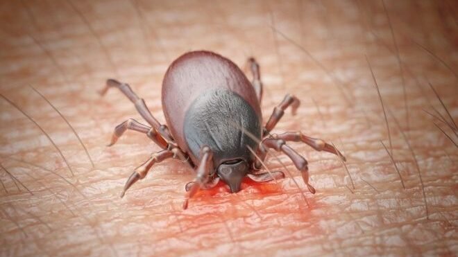Affordable Tick Control Plans That Deliver Results