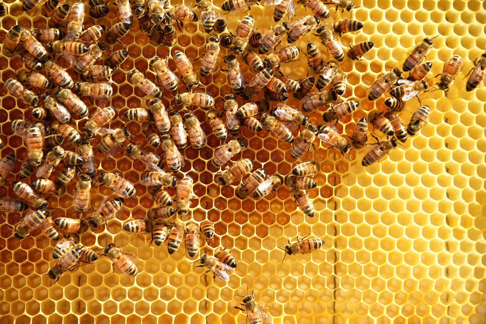 Safe and Professional Honeycomb Removal by Origin Pest Solutions