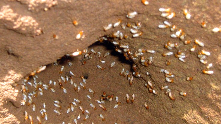 Protect Your Property with Professional Termite Control